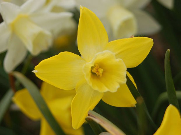 Narcissus-'Hillstar'-Jason-Baker