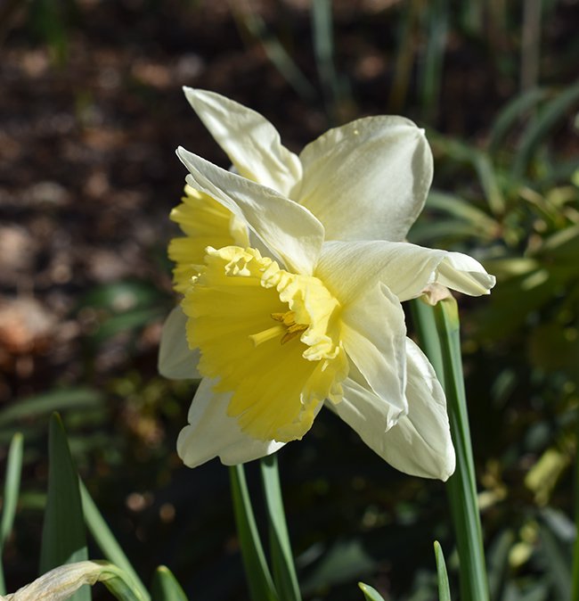 Narcissus-&#x27;Ice-Follies&#x27;-Flower-1-JWB21.JPG