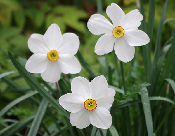 Narcissus-'Pheasants-Eye'-Jason-Baker