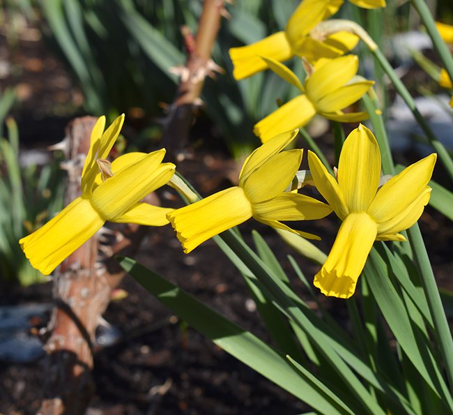 Narcissus-&#x27;Rapture&#x27;-Flowers-2-JWB21.JPG