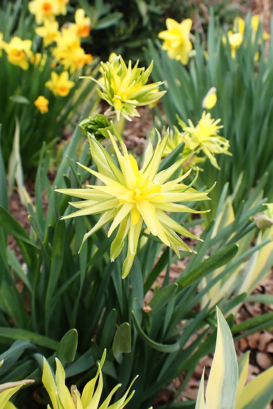 Narcissus-&#x27;Rip-Van-Winkle&#x27;-Spring-HMS22