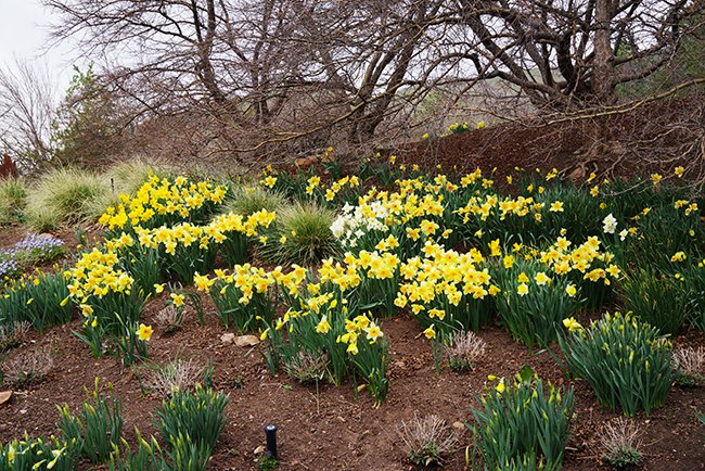 Narcissus-Spring-HMS22