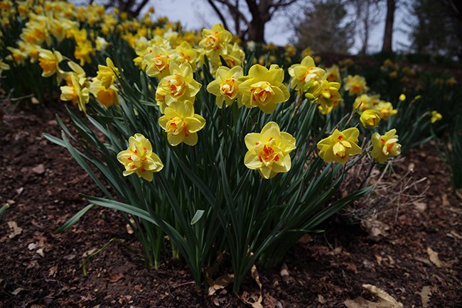 Narcissus-&#x27;Tahiti&#x27;-Flower-Spring-HMS23