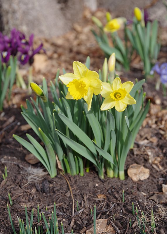 Daffodil