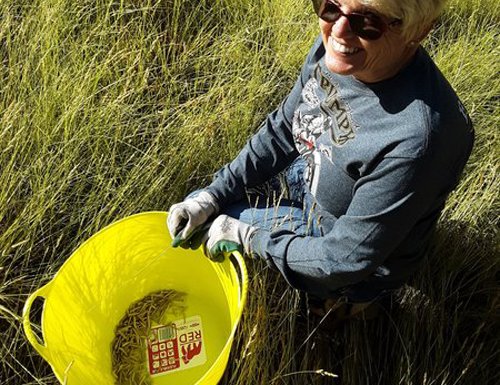 Participant collecting seeds in field