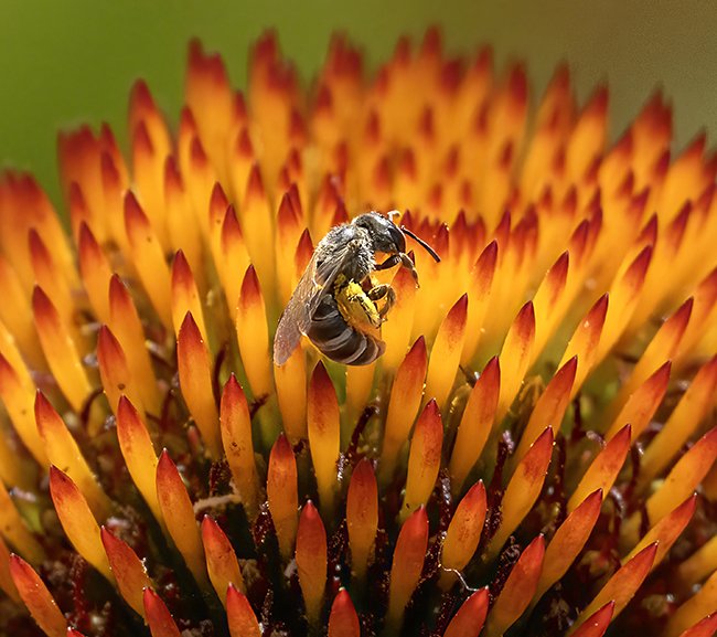 Bee