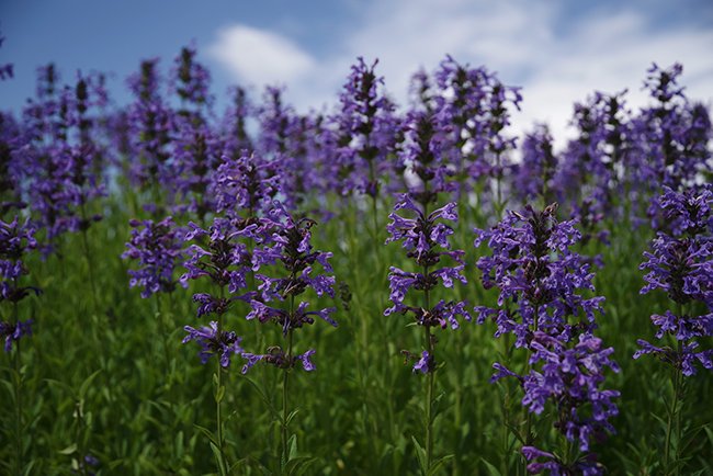 Nepeta-sibirica-&#x27;Souvenir-d&#x27;Andre-Chaudron&#x27;-HMS23