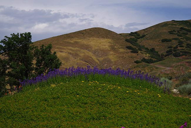 Nepeta-sibirica-&#x27;Souvenir-d&#x27;Andre&#x27;-Chaudron&#x27;-Habit-HMS23