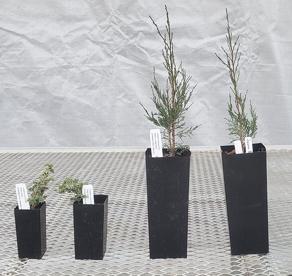 New Juniperus Cuttings