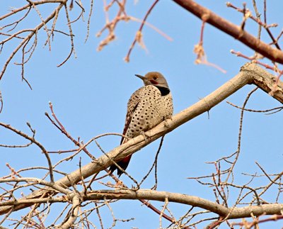 A Northern Flicker perched on a winter branch.