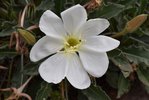 Oenothera-caespitosa-Flower-1-JWB21.JPG