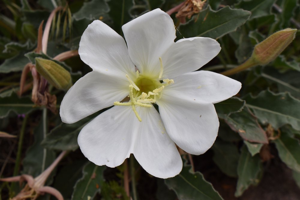 Oenothera-caespitosa-Flower-1-JWB21.JPG