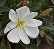 Oenothera-caespitosa-Flower-2-JWB21.JPG