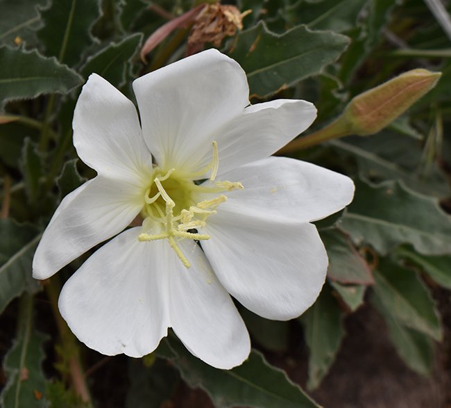 Oenothera-caespitosa-Flower-2-JWB21.JPG