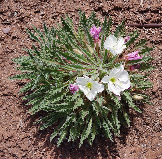 Oenothera-caespitosa-var.-marginata-Habit-in-Flower-1-JWB24