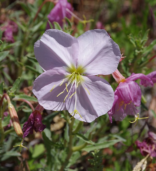 Oenothera-pallida-Flower-2-JWB22