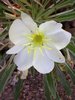 Oenothera caespitosa Flower 1 JWB16.JPG