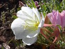 Oenothera caespitosa Flower 2 JWB16 .JPG