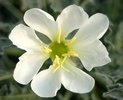 Oenothera caespitosa Flower Front JWB.JPG