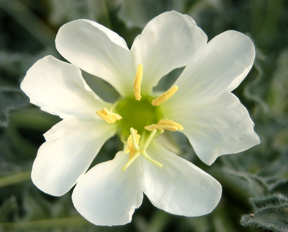 Oenothera caespitosa Flower Front JWB.JPG