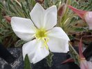 Oenothera caespitosa Flower Front JWB15.JPG