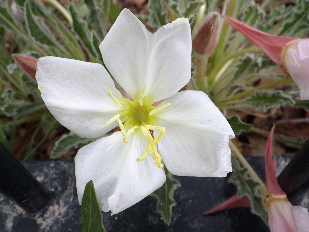 Oenothera caespitosa Flower Front JWB15.JPG