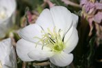 Oenothera caespitosa Flower GG12.JPG