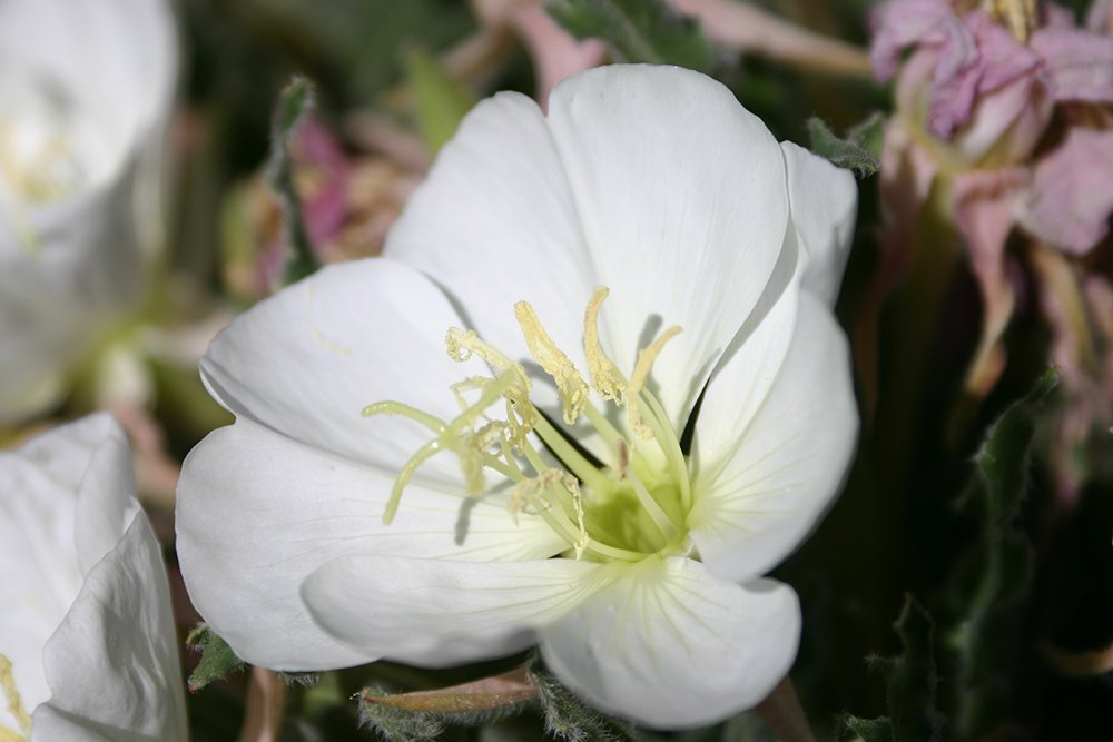 Oenothera caespitosa Flower GG12.JPG