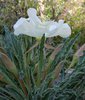 Oenothera caespitosa Flower Side JWB12.JPG