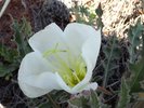 Oenothera caespitosa Flower Side JWB15.JPG