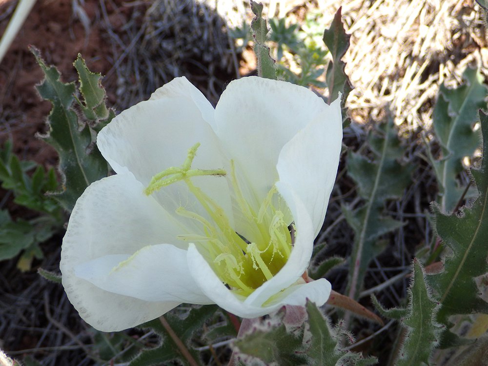 Oenothera caespitosa Flower Side JWB15.JPG