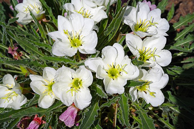 Oenothera caespitosa Flower Spring HMS22