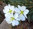 Oenothera caespitosa Flowers Front JWB12.JPG
