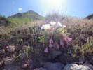 Oenothera caespitosa HMS16.JPG