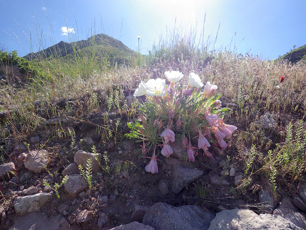 Oenothera caespitosa HMS16.JPG