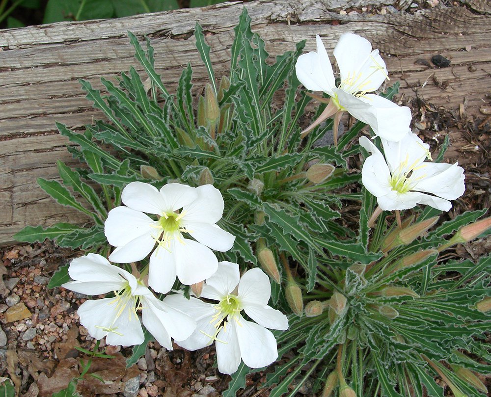 Oenothera caespitosa Habit in Flower JW12.JPG