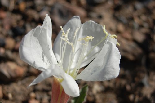 Oenothera caespitosa stamens JWB.jpg