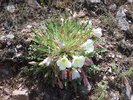 Oenothera caespitosa var. _ Habit in Flower NA JWB15.JPG