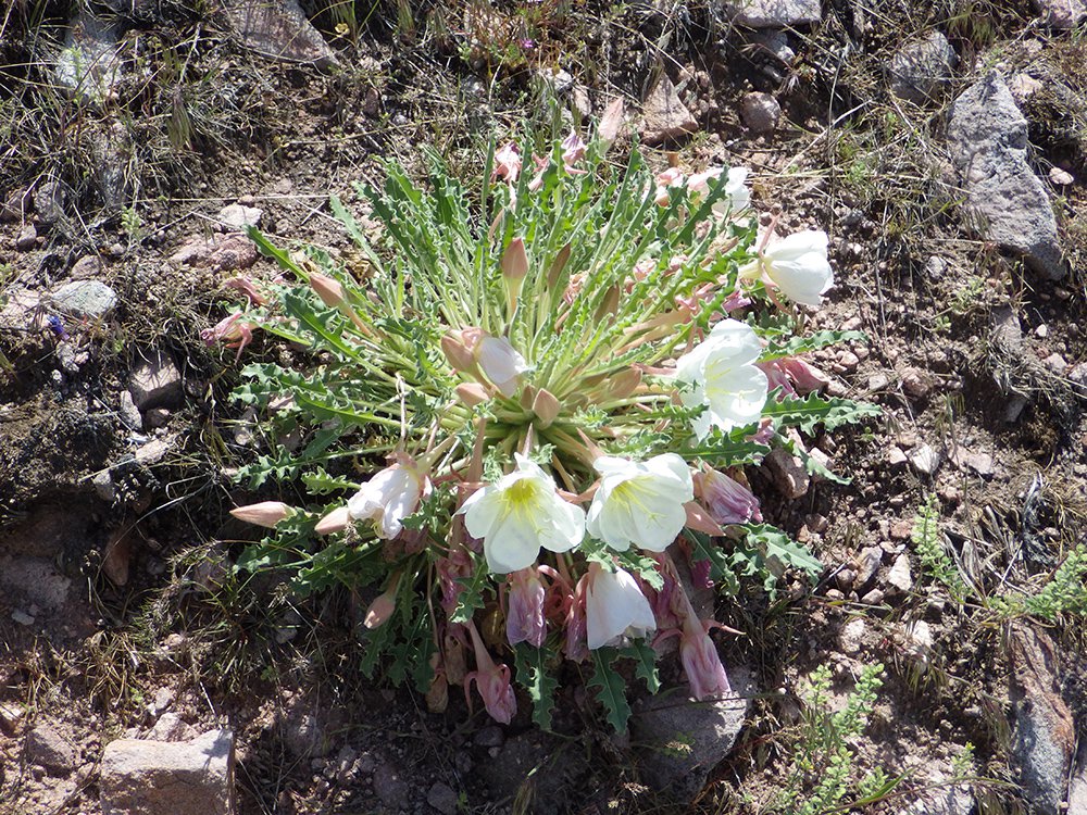 Oenothera caespitosa var. _ Habit in Flower NA JWB15.JPG