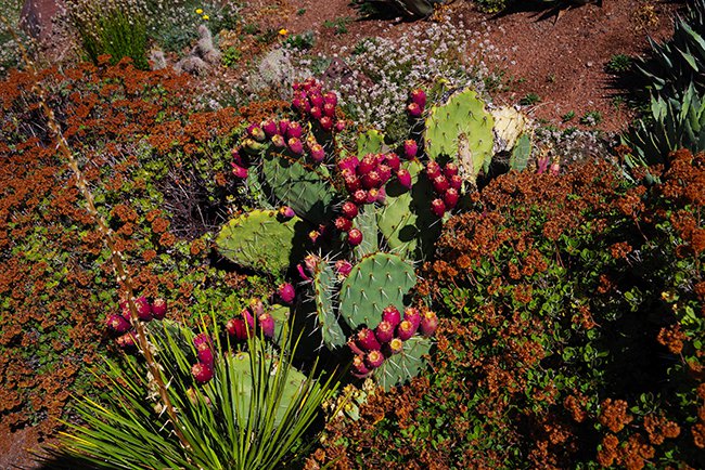 Opuntia-engelmannii-Fruit-Summer-HMS22