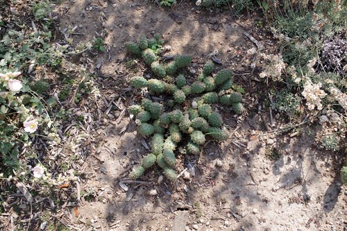 Opuntia-fragilis-var.-denudata-Habit-1-JWB21.JPG
