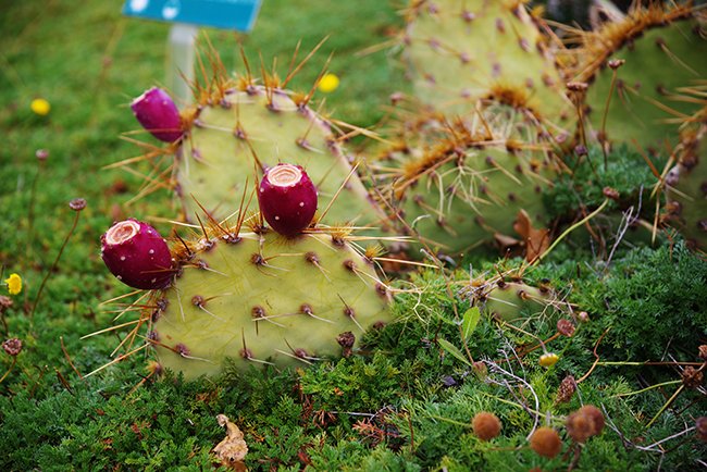 Opuntia-phaeacantha-Fruit-Fall-HMS23