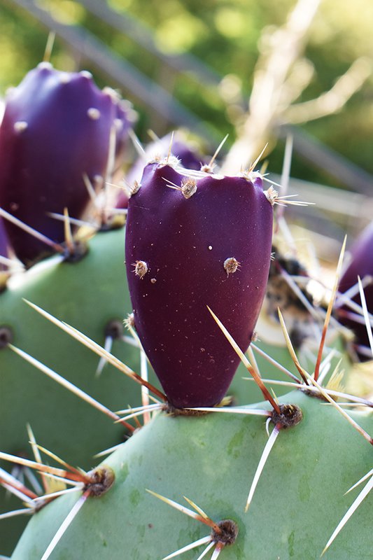 Opuntia-phaeacantha-HMS21.jpg