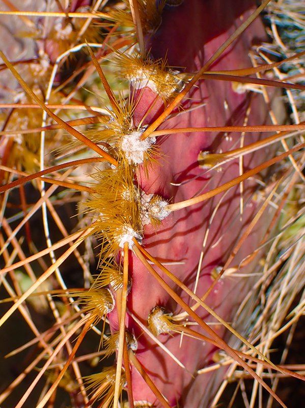 Opuntia-phaeacantha-Spines-Glochids-Winter-HMS22