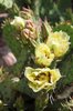 Opuntia macrorhiza 3 Flower Bee Pollinator SQS14.JPG