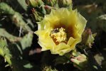 Opuntia macrorhiza Bee Pollen Belly SQS14.JPG