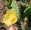 Opuntia macrorhiza Flower JW12.JPG
