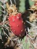 Opuntia macrorhiza Fruit SA12.JPG