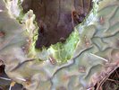 Opuntia macrorhiza Rabbit Damage JWB16.JPG