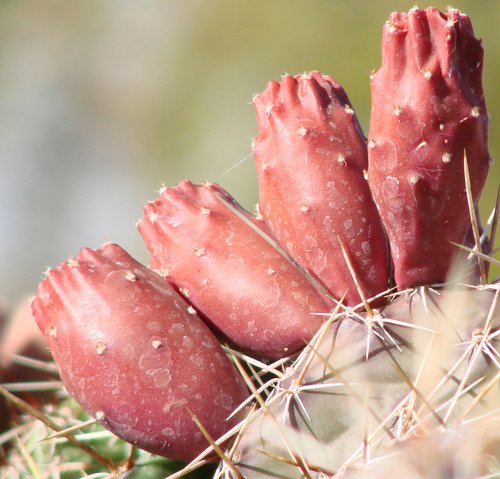 Opuntia macrorhiza fruit HMS.jpg